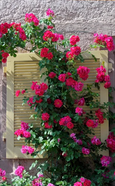 Red Climbing Rose Garden Rose Arch Red Pink Flowers Rose — Stock Photo, Image
