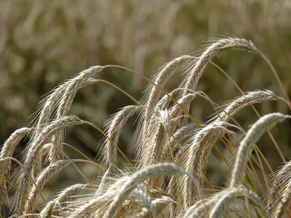 Wheat Ears Rye Field Daytime View — Stock Photo, Image