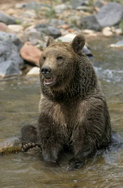 Αρκούδα Γκρίζλι Ursus Arctos Horribilis Γκρίσλι Γκρίζλι Υποείδος Καφέ Αρκούδα — Φωτογραφία Αρχείου