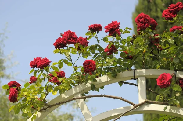 Barok Kwitnący Ludwigsburgu Czerwone Róże Wspinaczkowe Łuk Różany Ogród Różany — Zdjęcie stockowe