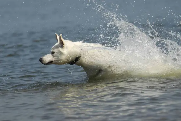 White shepherd dog jumps in the water