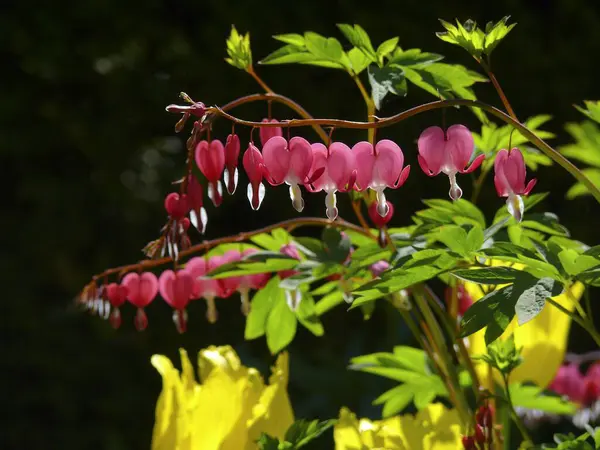 Coração Lacrimogêneo Coração Sangrento Dicentra Coração Sangrento Coração Falso Coração — Fotografia de Stock