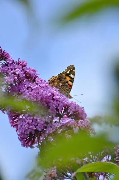 蝶の茂みのリストル蝶 — ストック写真