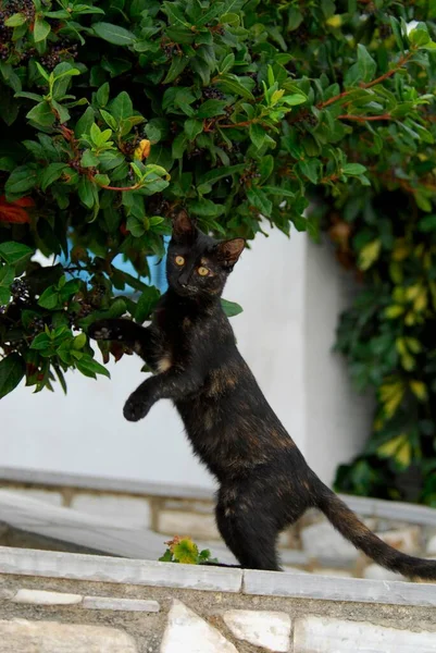 Młody Kotek Domowy Czarny Tortie Stojący Wyprostowany Ścianie Wyspa Tinos — Zdjęcie stockowe