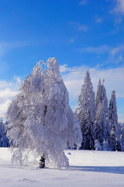 Zwarte Woud Winter Sparren Bos Zwarte Woud High Road Besneeuwd — Stockfoto