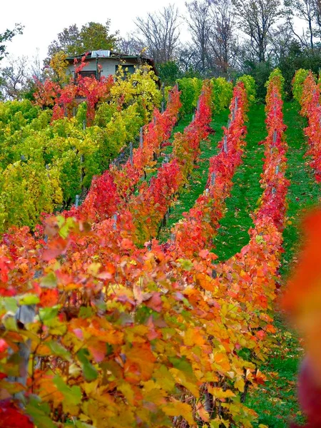 秋天的葡萄园 靠近Maulbronn — 图库照片
