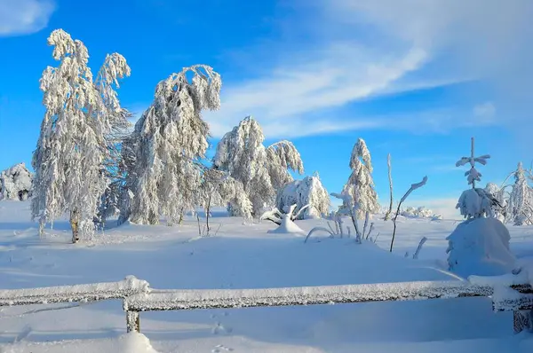 ブラックフォレスト 冬のブラックフォレスト スプルース森林 ブラックフォレストハイロード 雪景色 シュリフコフ — ストック写真