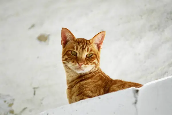 Kot Domowy Czerwone Tabby Pomarańczowych Oczach Zaglądający Ściany Wyspa Tinos — Zdjęcie stockowe