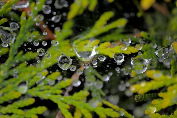 Spider Web Branch Water Drops Arborvitae Thuja Thuja Occidentalis Occidental — Stock Photo, Image