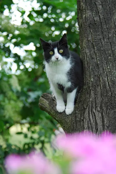 Domowy Kot Siedzący Drzewie Kot Siedzący Dzikim Kocie Felis Silvestris — Zdjęcie stockowe