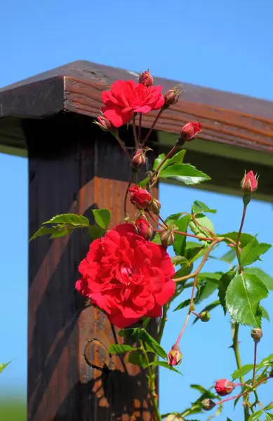 Růžová Zahrada Oberderdingenu Horolezecká Růže Strombergzauber Lezení Růží Lešení — Stock fotografie