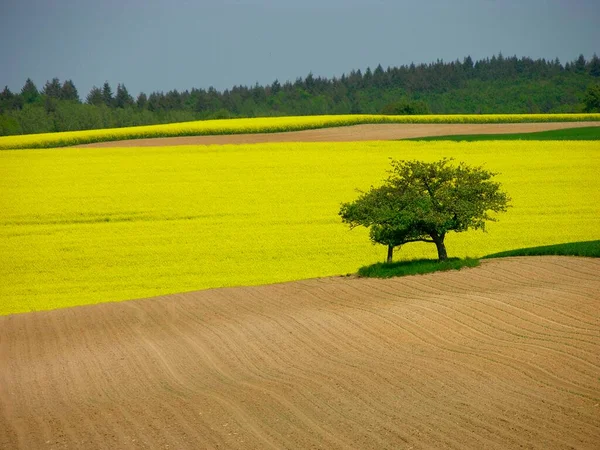 Kwitnące Pole Rzepaku Żółtego Krajobrazy Polowe Jabłoń Kwitnące Pole Rzepaku — Zdjęcie stockowe