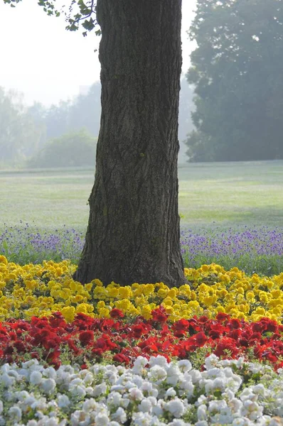Estugarda Killesberg Flores Verão Canteiros Flores Árvore Entre Flores — Fotografia de Stock