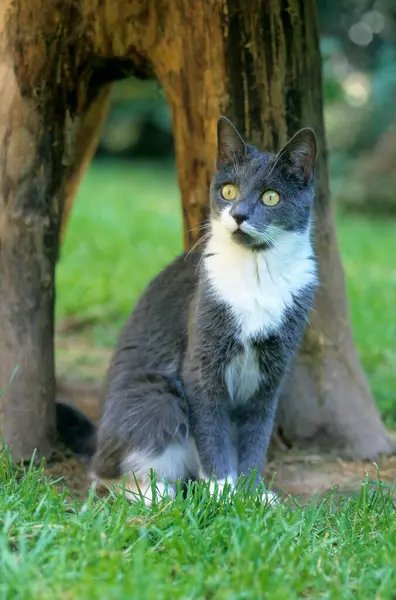 Gato Doméstico Posando Jardim Vista Close — Fotografia de Stock