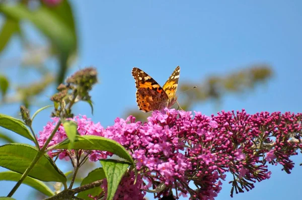 Butterfly : Thistle butterfly on butterfly bush