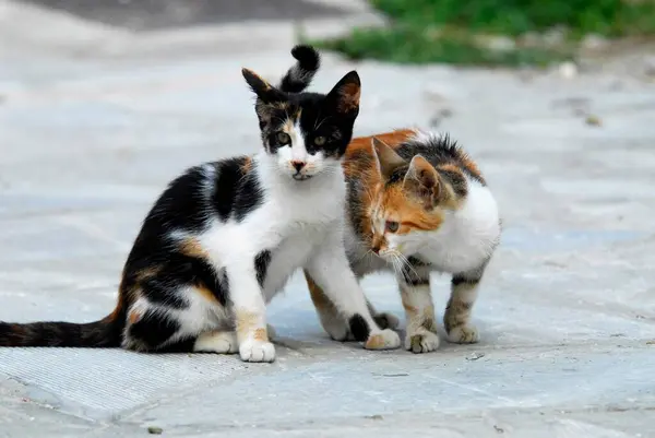 2人の若い家庭用子猫 白とトーティー 石の床に側面 トーティー島 キクラデス ギリシャ 2つの子猫 白とトーティー サイクラデス ギリシャ — ストック写真