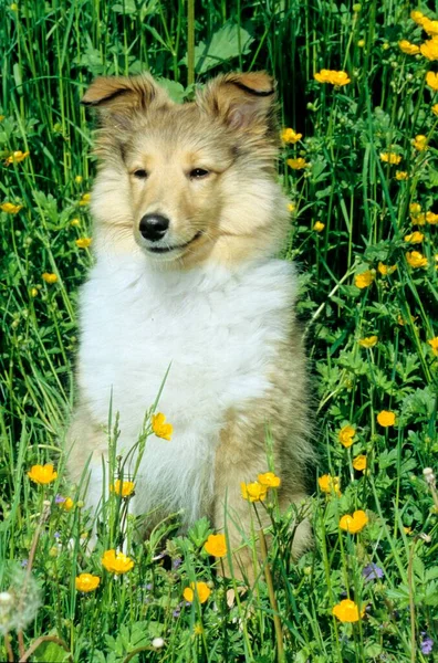 Sheltie Puppy Weken Oud Shetland Sheepdog — Stockfoto