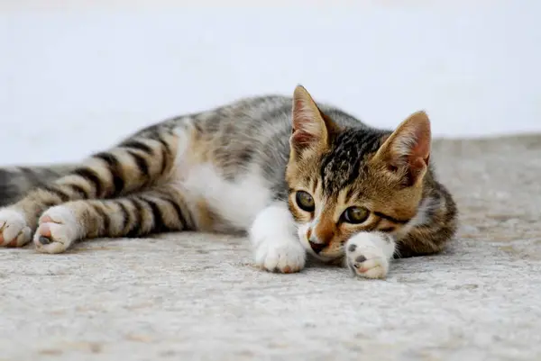 Young Domestic Kitten Brown Tabby White Lying Tired Rocky Ground — Stock Photo, Image
