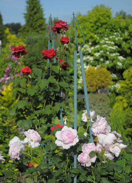 English Rose Garden Flowering Raindrops — Stok Foto