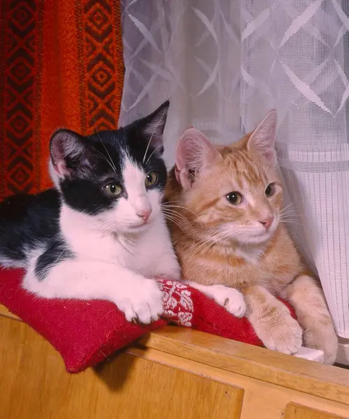 コーナーベンチに横たわる2匹の飼い猫 — ストック写真