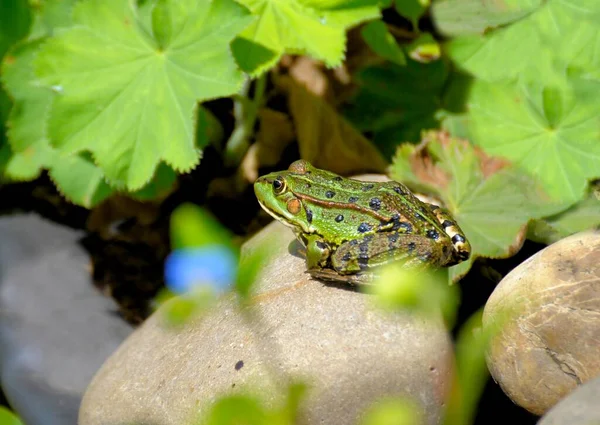 Vodní Žába Sedící Okraji Rybníka — Stock fotografie
