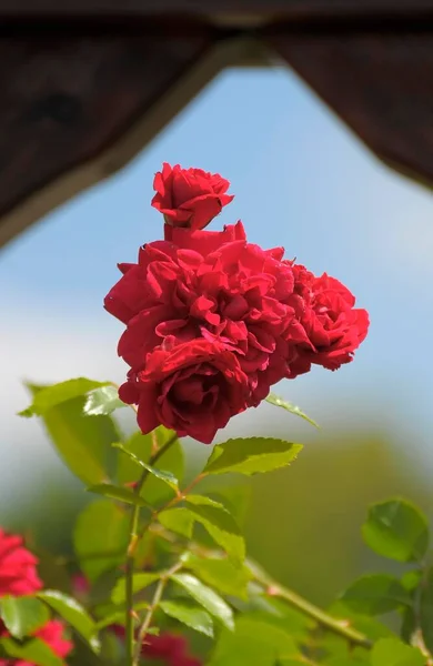 Oberderdingen Ogród Różany Róże Wspinaczkowe Rusztowaniu — Zdjęcie stockowe