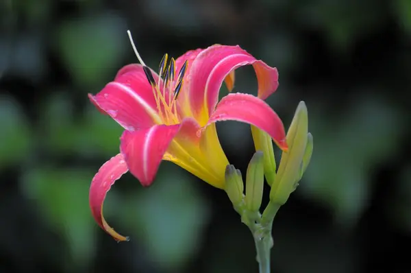 Kertben Virágzó Sásliliom — Stock Fotó