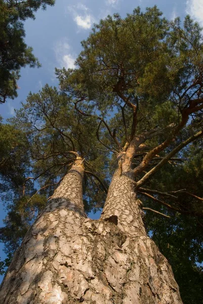 Old Pine Bacon Scots Pine Pinus Sylvestris Scots Pine Red — Stock Photo, Image