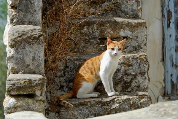 Gato Bonito Durante Dia — Fotografia de Stock