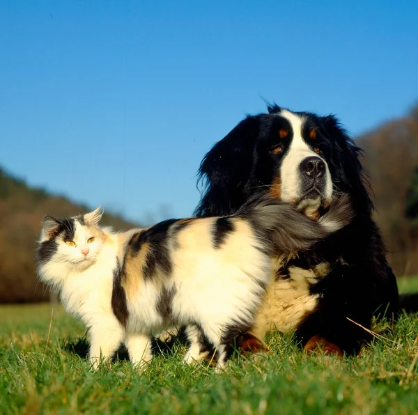 Gato Doméstico Com Bernese Mountain Dog Fci Standard — Fotografia de Stock