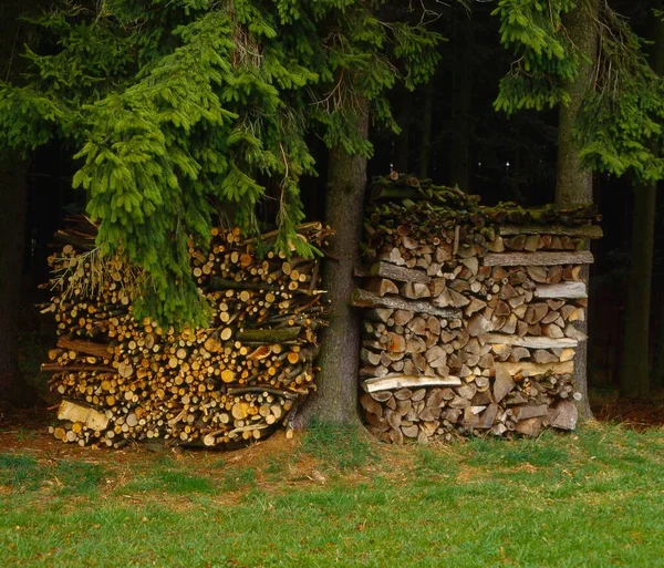 Holzstapel Waldrand Unter Tanne — Stockfoto