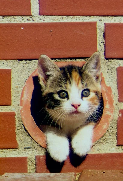 Young House Kitten Hidden Bricks Wall — Stock Photo, Image