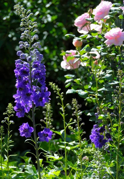 Niebieski Ogrodzie Larwy Delphinium Delphinium Ogród Różany Oberderdingen — Zdjęcie stockowe