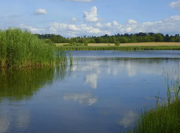 モールブロン近く 夏のロウハイヤー 池でリード — ストック写真