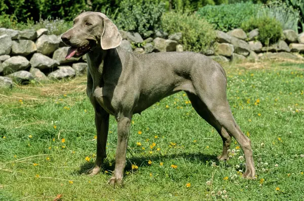 Weimaraner Jachthond Weimaraner Hond — Stockfoto