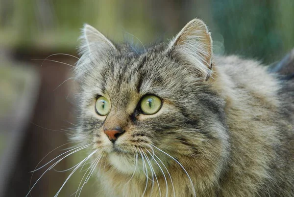 Tamkatt Tabby Porträtt Katt Vildkatt Felis Silvestris Forma Catus Domesticus — Stockfoto