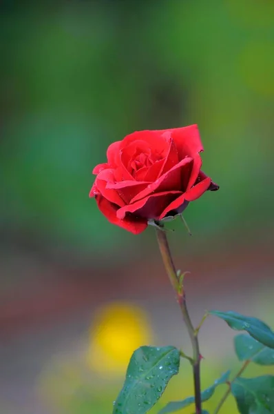 Pojedyncza Czerwona Róża Kwitnąca Ogrodzie — Zdjęcie stockowe