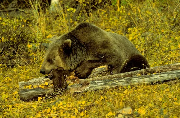 Грізлі Ведмідь Ursus Arctos Terribilis Грізлі Підвид Коричневий Ведмідь Грізлі — стокове фото