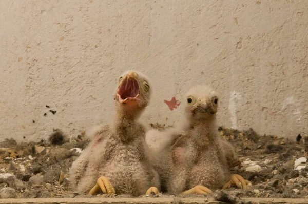Common Kestrel Falco Tinnunculus — Stock Photo, Image