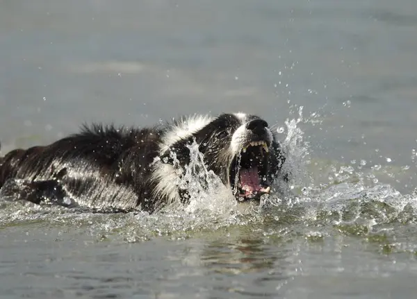 Border collie swimming with open muzzle, catching drops of water, FCI Standard No. 297/1. 1, border collie is swimming with open muzzle, catching drops of water