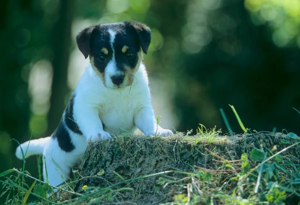 Parson Jack Russell Terrier Puppy Weeks — Stock Photo, Image
