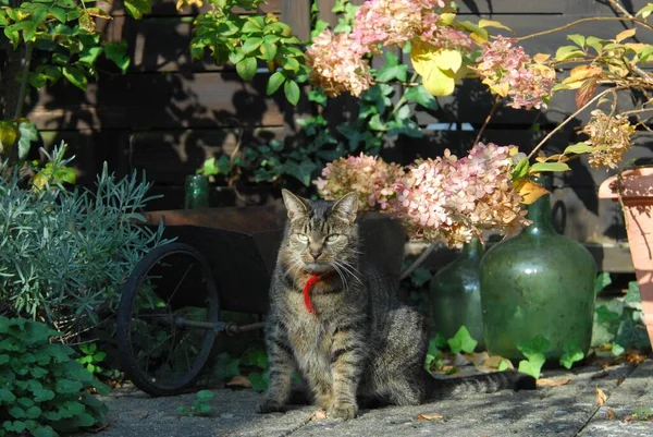 Kot Domowy Tabby Siedzi Ładnie Urządzonym Tarasie Kot Nie Rodowód — Zdjęcie stockowe