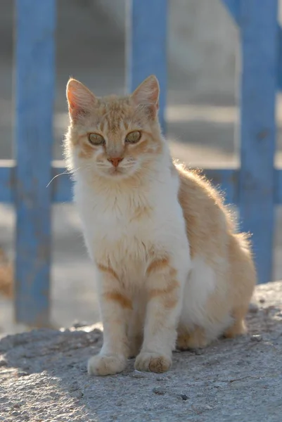 Retrato Gato Abandonado Rua Cidade Athens Greece — Fotografia de Stock
