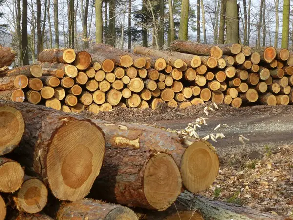 Maulbronn Igła Sklep Drewnem Lesie Kłody — Zdjęcie stockowe