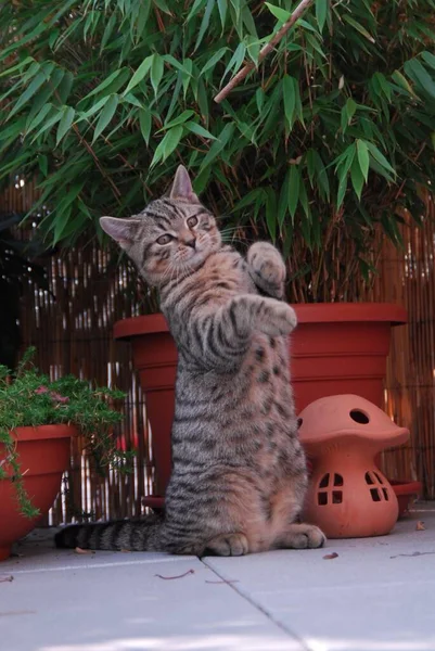 小猫咪 英国小猫咪Tabby 在玩耍时成为雄性 英国小猫咪Mackerel Tabby 在玩耍和整正野猫 Felis Silvestris Forma Catus — 图库照片