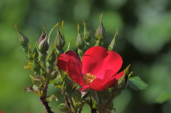 Rosa Rossa Fiore Singolo Roseto Oberderdingen — Foto Stock