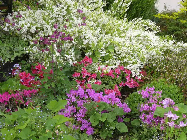 Varias Flores Primavera Jardín Jardín Perenne — Foto de Stock