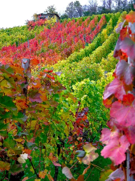 Vignoble Automne Près Maulbronn — Photo