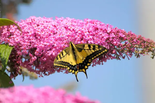 Butterfly bush, summer lilac, butterfly bush or lilac spear Swallowtail (Papilio machaon)