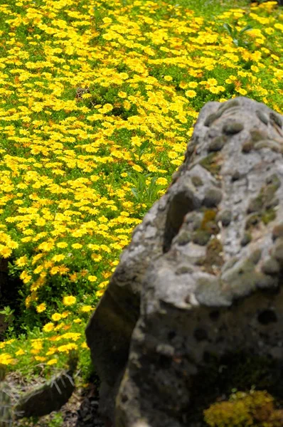 Flowering Baroque Palace Ludwigsburg Yellow Midday Flowers Delosperma Cooperi Rose — Stock Photo, Image